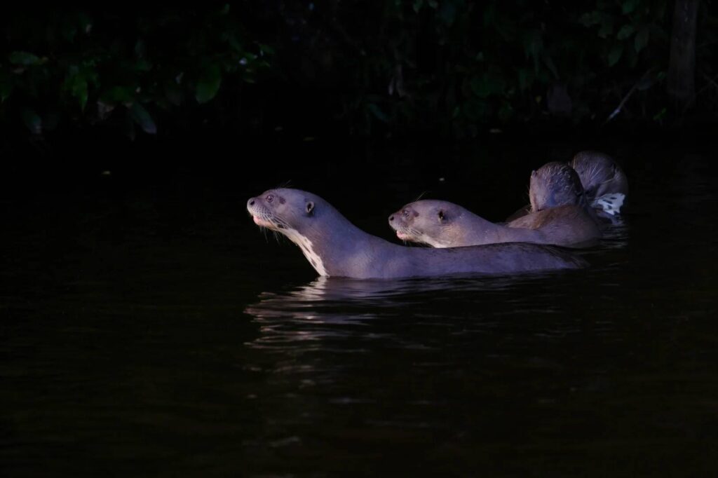 Days 2 Nights Amazon Rainforest Tour | Best Exploring Adventure