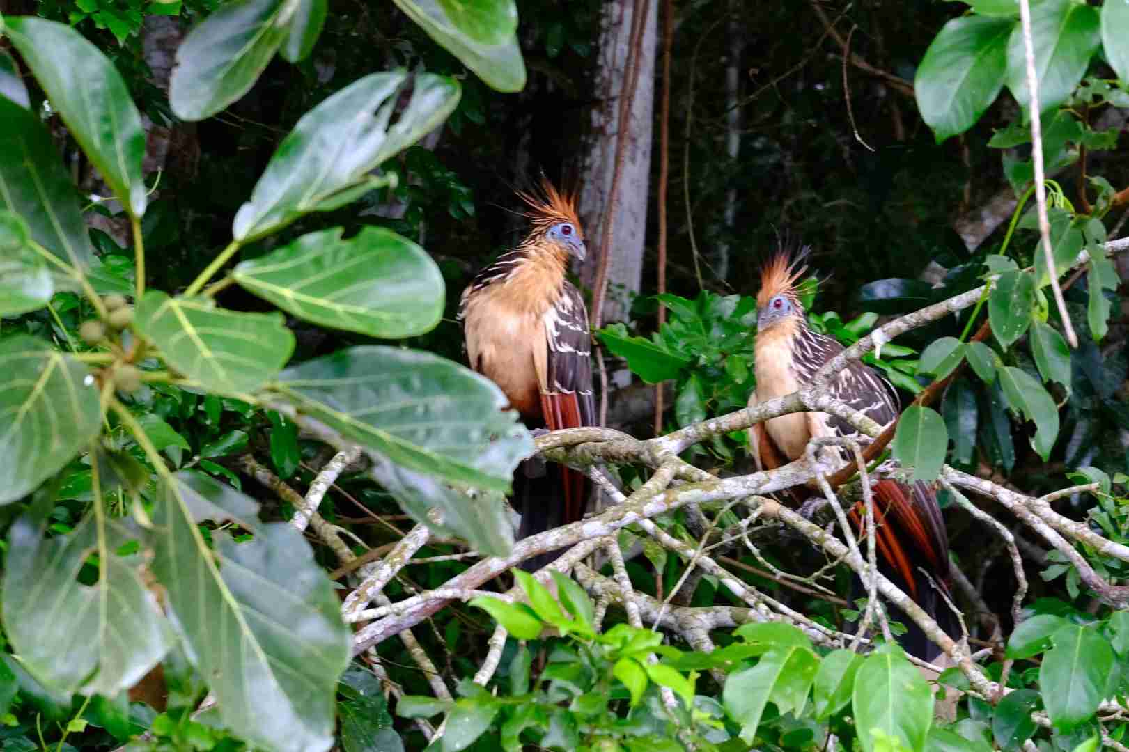 Days 2 Nights Amazon Rainforest Tour | Best Exploring Adventure