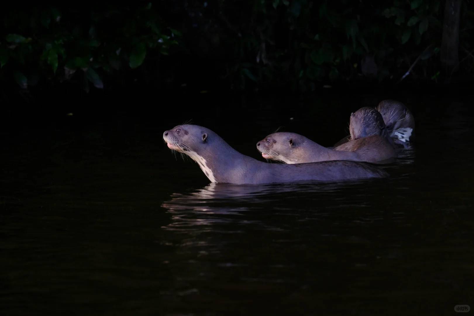 Days 2 Nights Amazon Rainforest Tour | Explore Biodiversity