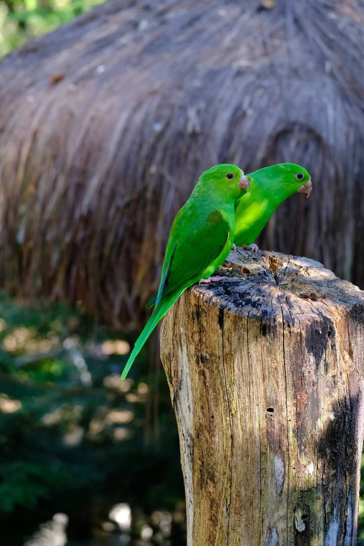 Days 2 Nights Amazon Rainforest Tour | Explore Biodiversity
