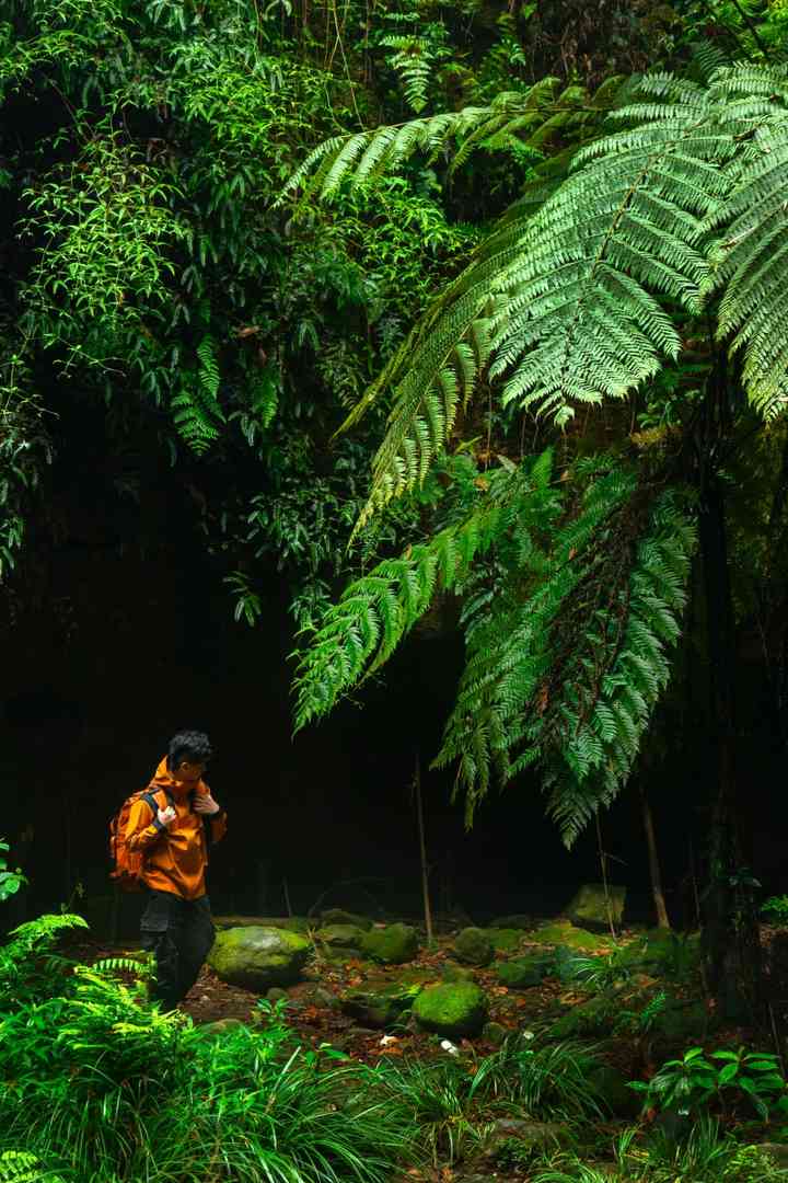 Discover Chengdu's Own Amazon Rainforest: Unique Nature Around Chengdu