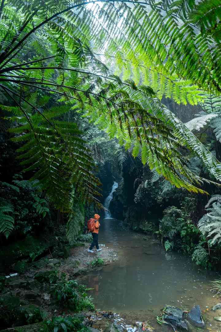 Discover Chengdu's Own Amazon Rainforest: Unique Nature Around Chengdu
