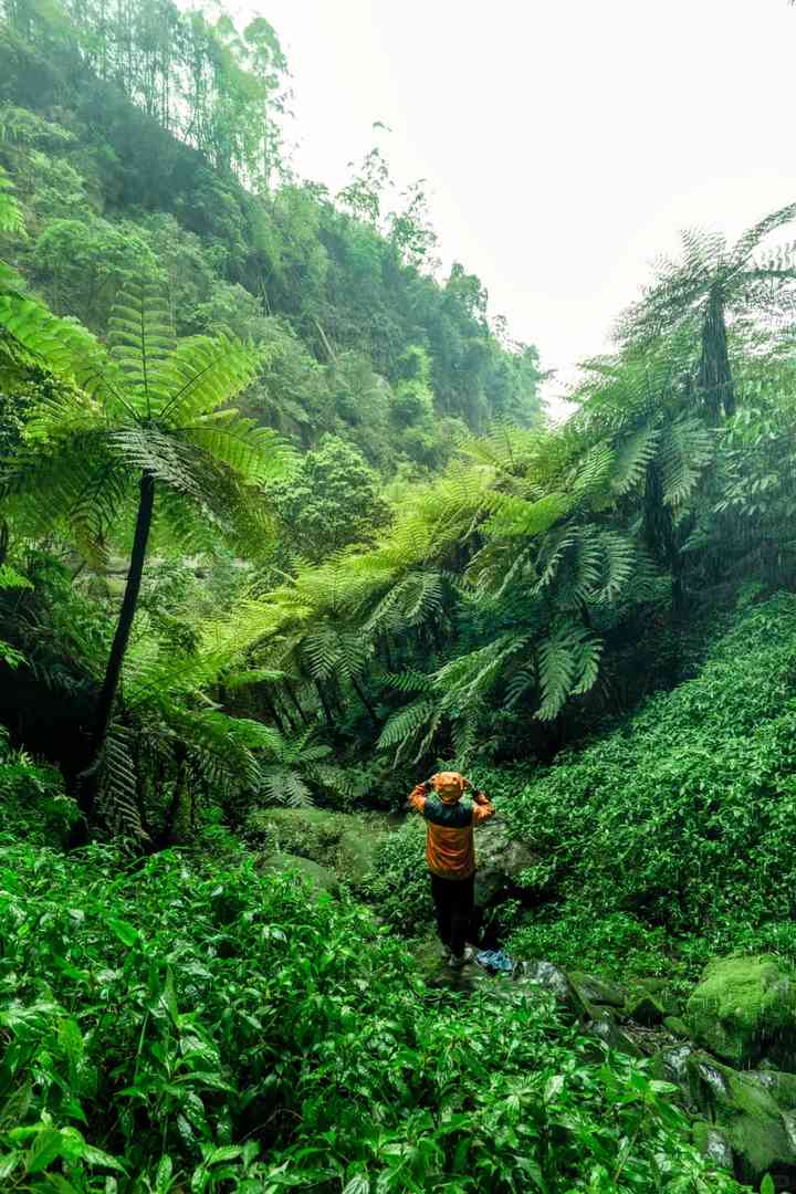 Discover Chengdu's Own Amazon Rainforest: Unique Nature Around Chengdu