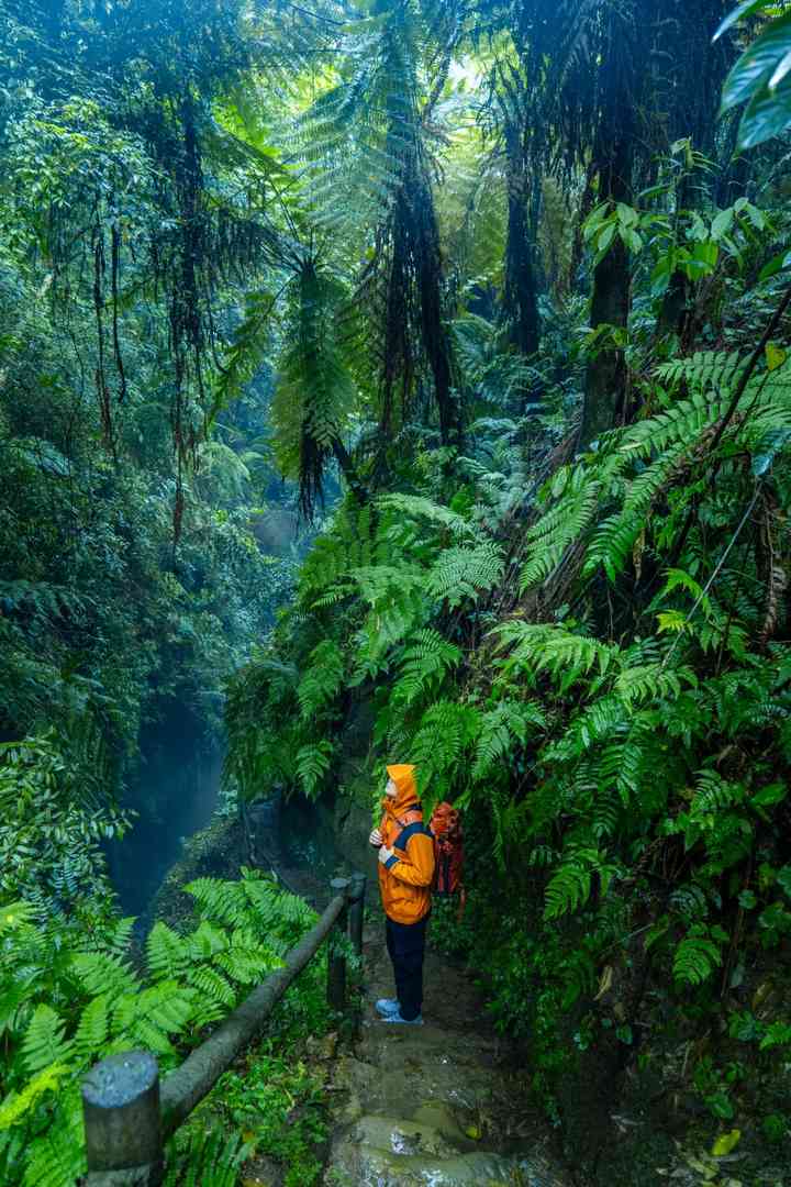 Discover Chengdu's Own Amazon Rainforest: Unique Nature Around Chengdu