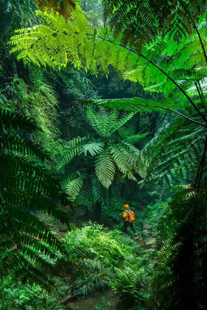 Discover Chengdu's Own Amazon Rainforest: Unique Nature Around Chengdu