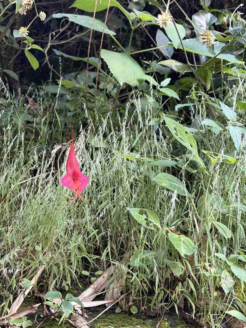 Discover Rare Orchids While Hiking in the Majestic Peruvian Andes
