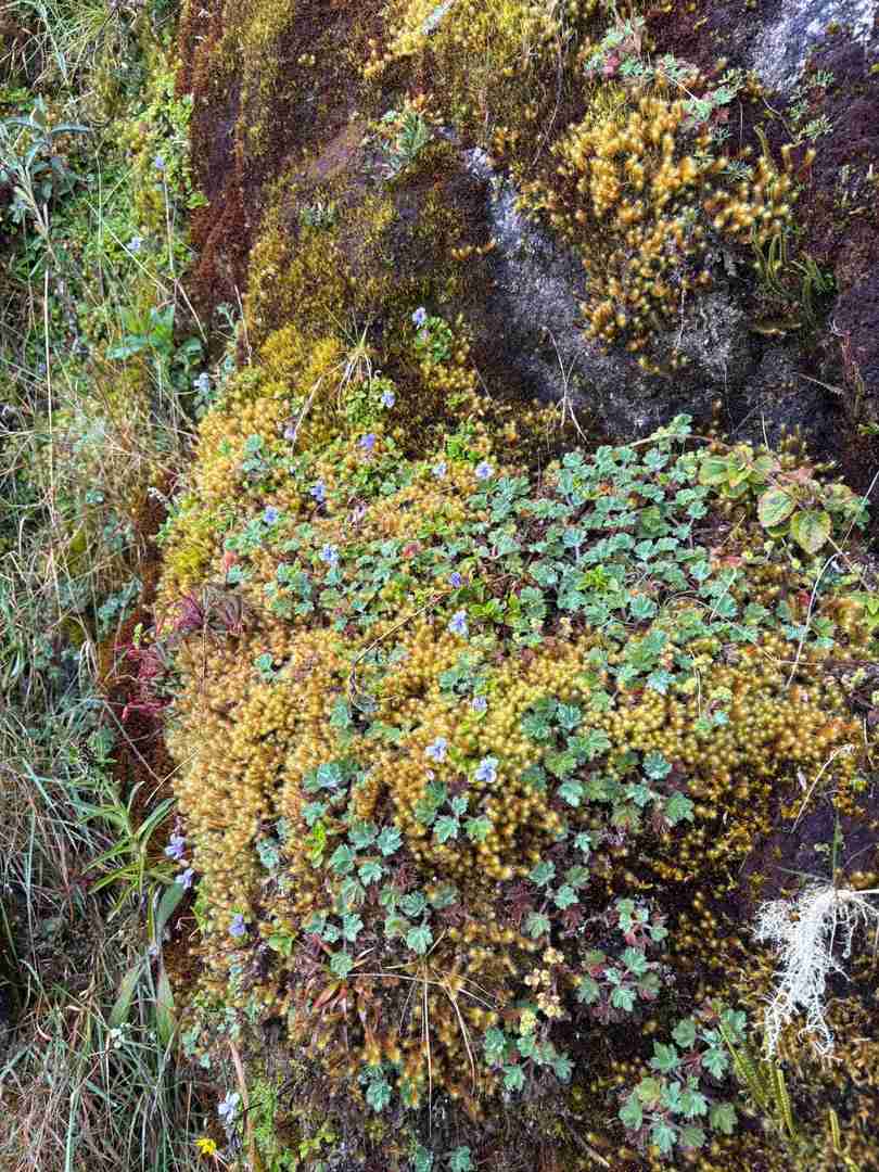 Discover Rare Orchids While Hiking in the Majestic Peruvian Andes
