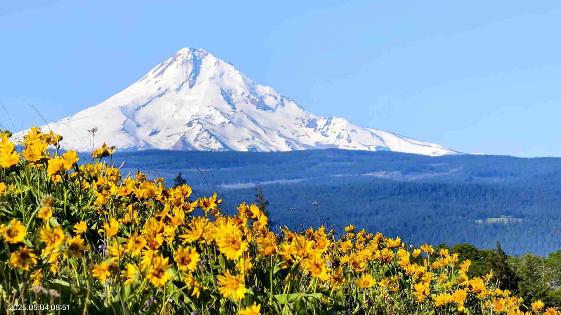 Discover the Beauty of the Second Wave of Wildflowers in Spring