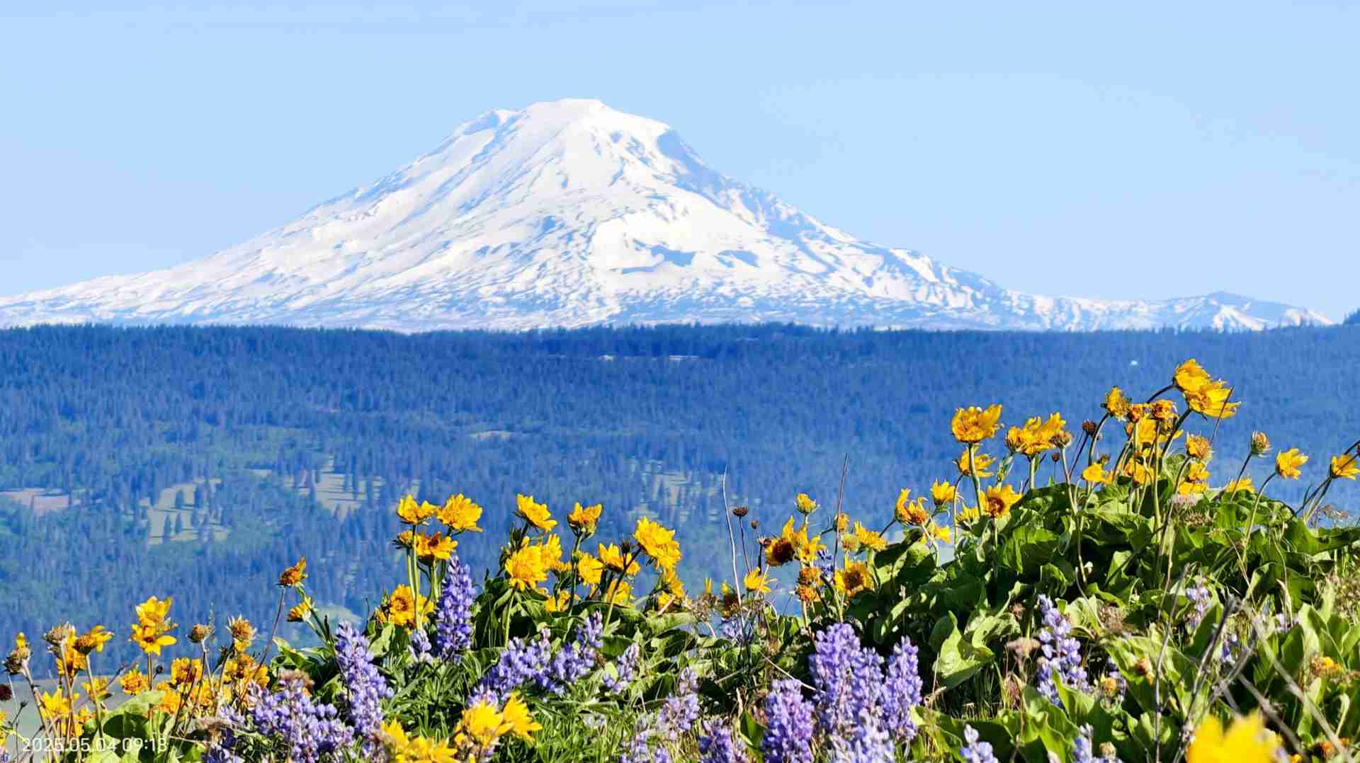 Discover the Beauty of the Second Wave of Wildflowers in Spring