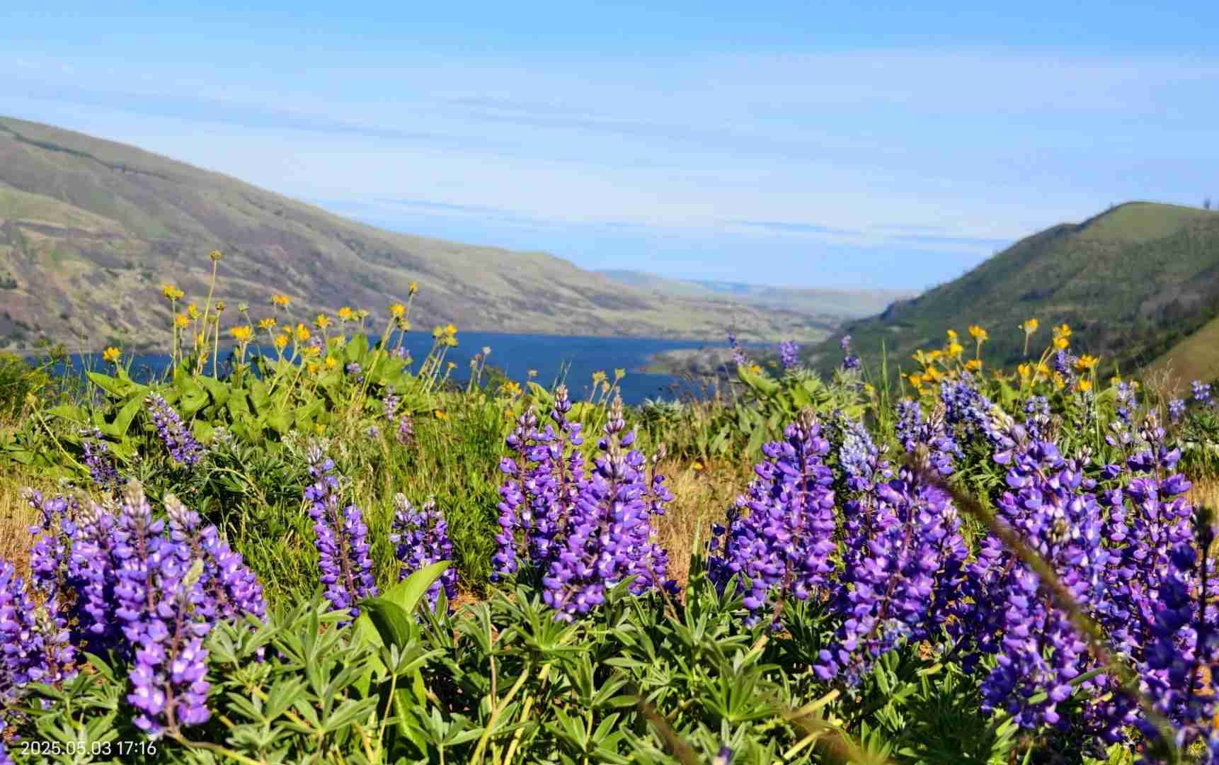 Discover the Beauty of the Second Wave of Wildflowers in Spring