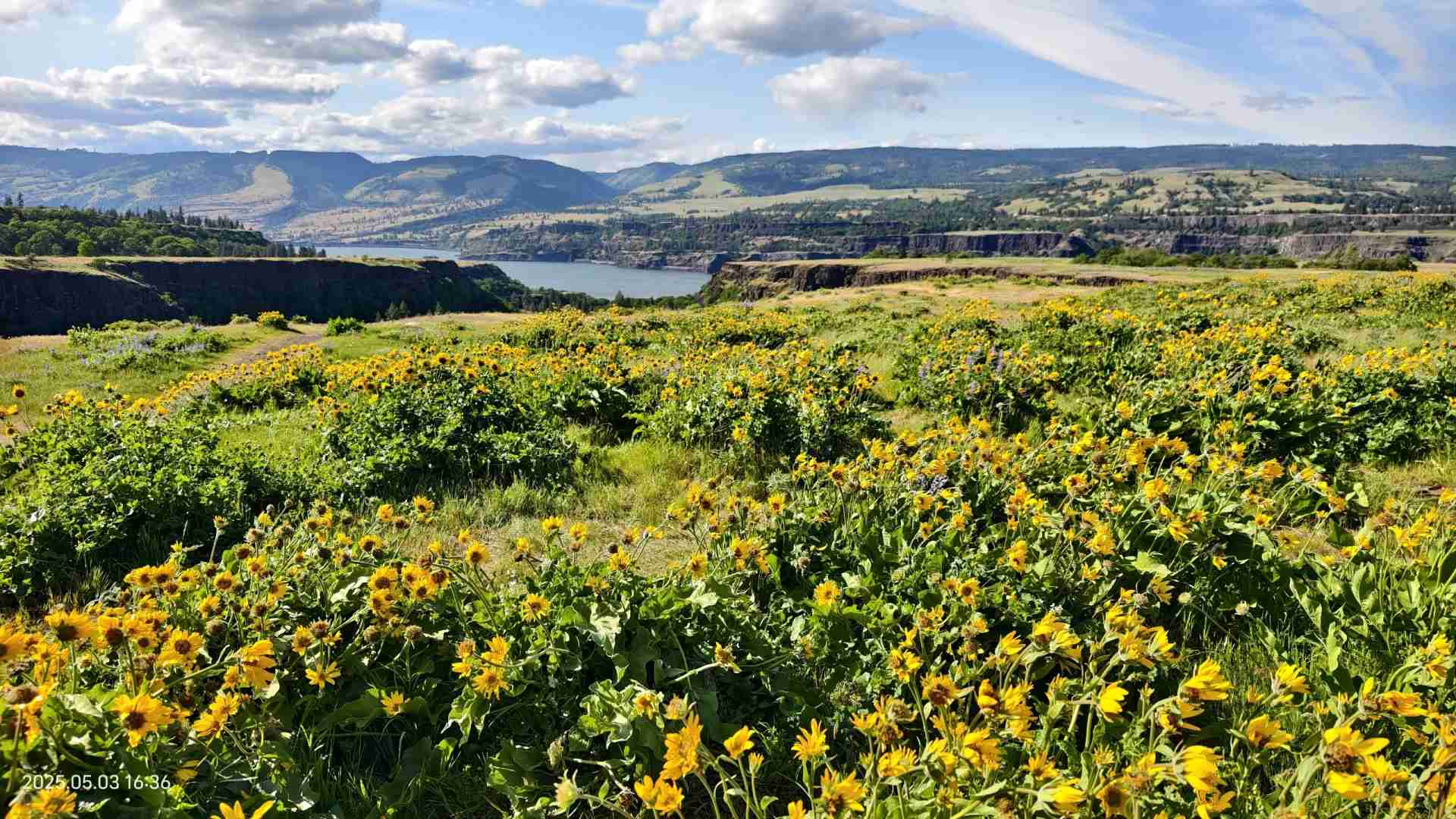 Discover the Beauty of the Second Wave of Wildflowers in Spring