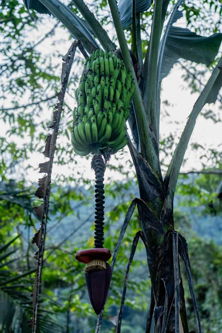 Discover the Best Hiking Trail in South America: The Lost City Colombia