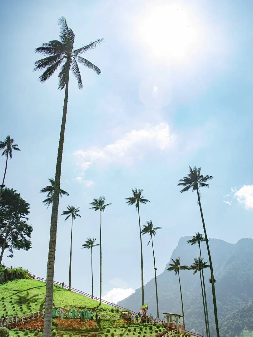 Discover the World's Tallest Palm Tree Species in Their Natural Habitat