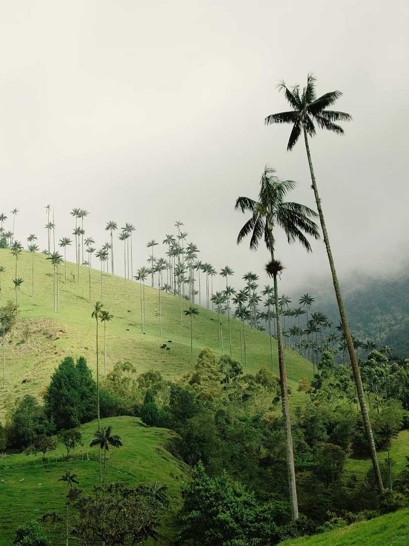 Discover the World's Tallest Palm Tree Species in Their Natural Habitat