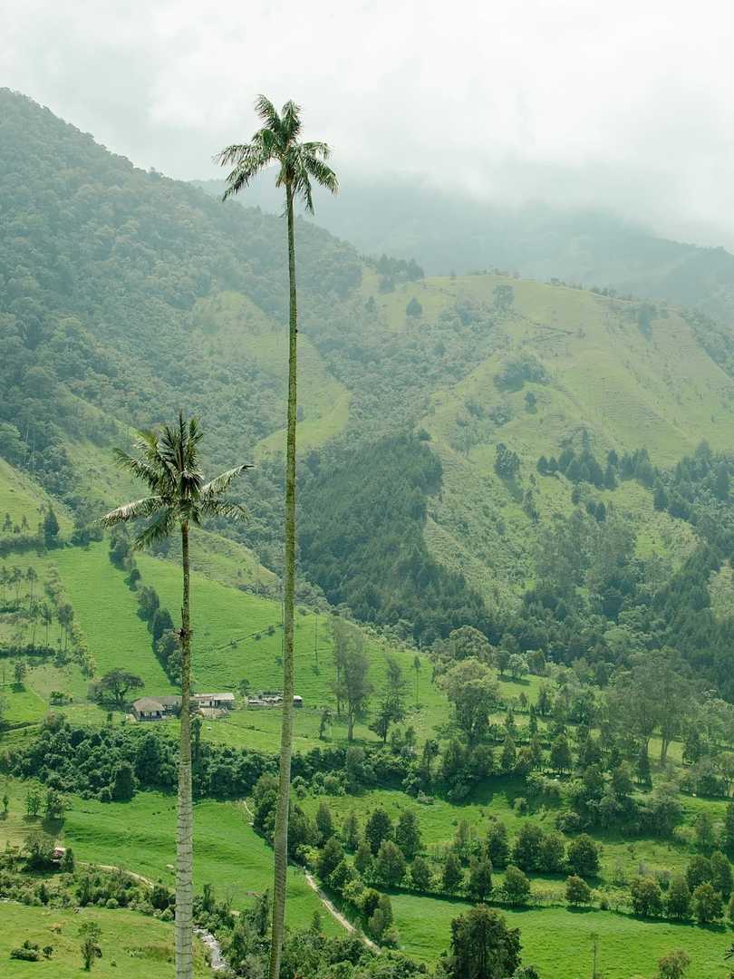 Discover the World's Tallest Palm Tree Species in Their Natural Habitat