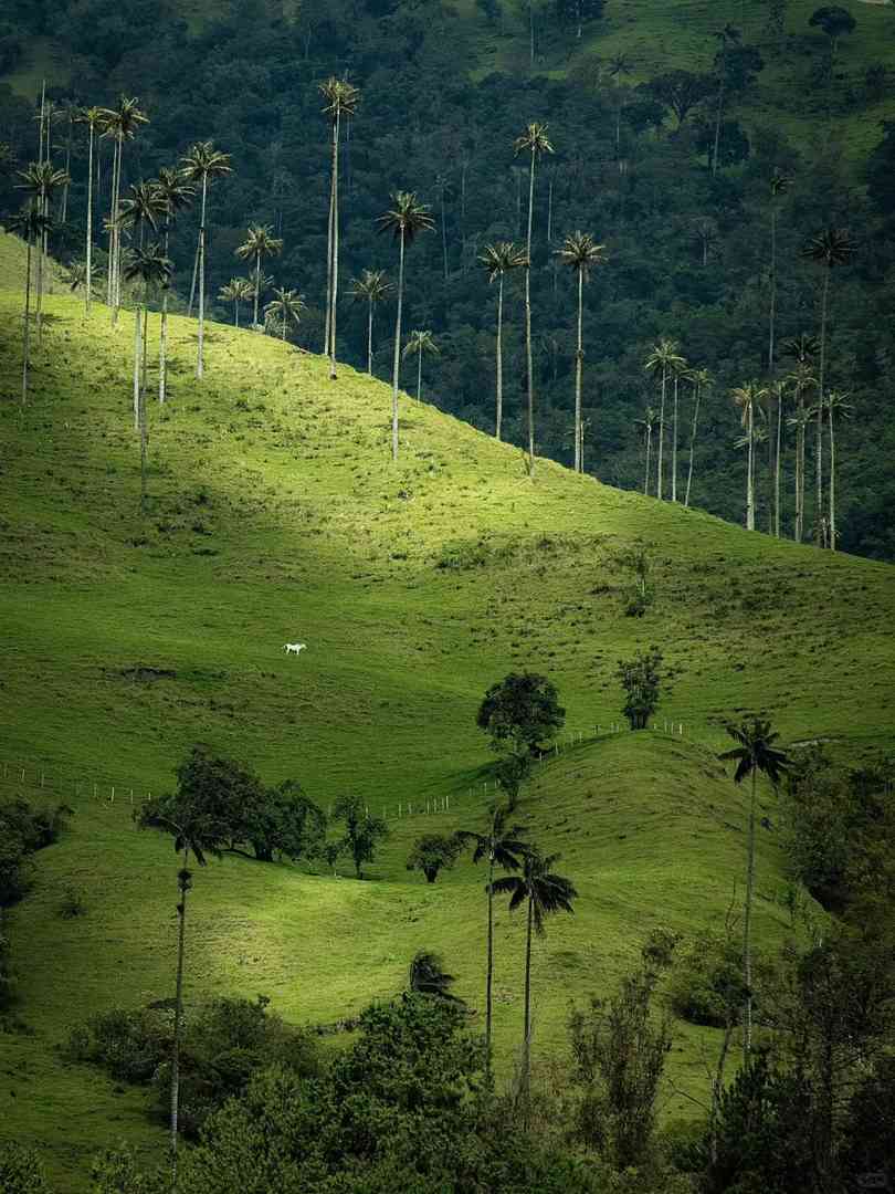 Discover the World's Tallest Palm Tree Species in Their Natural Habitat