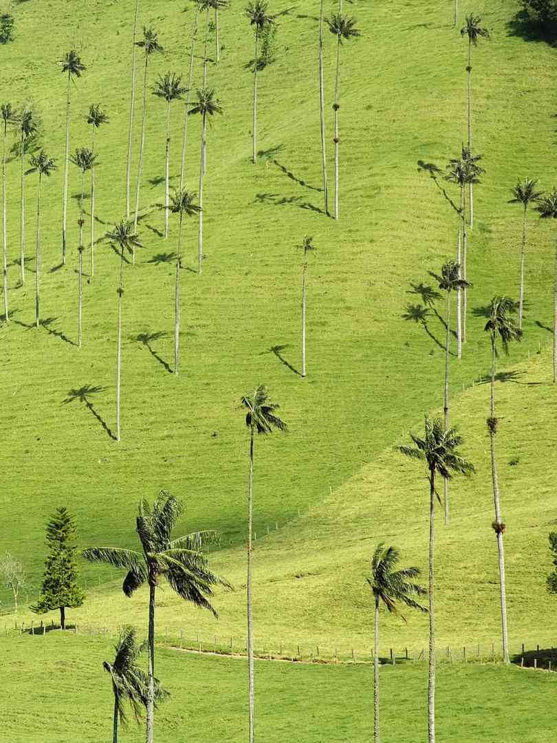Discover the World's Tallest Palm Tree Species in Their Natural Habitat