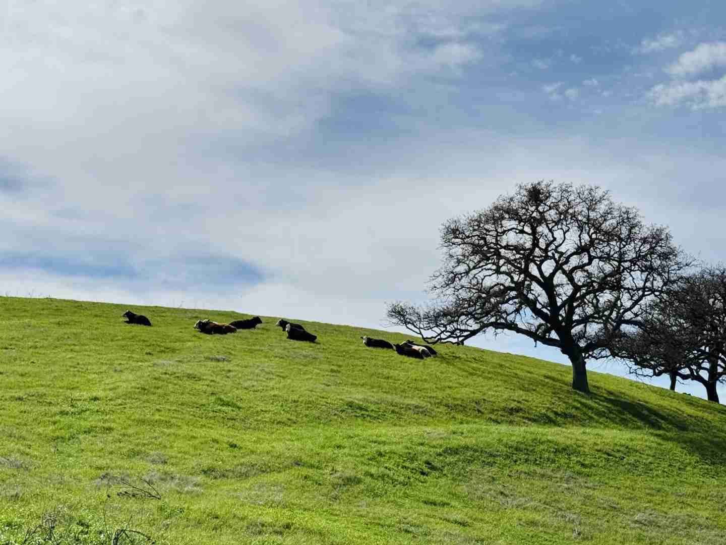 Discovering Little Switzers in the Bay Area: A Hiker's Guide