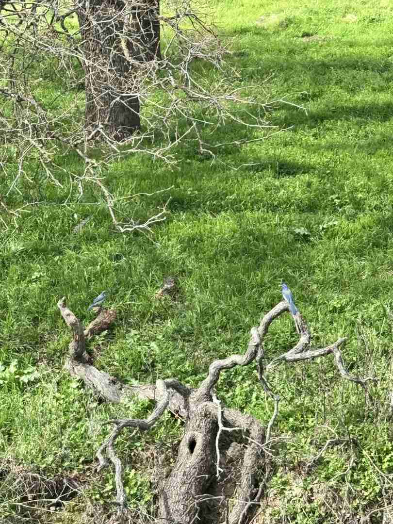 Discovering Little Switzers in the Bay Area: A Hiker's Guide