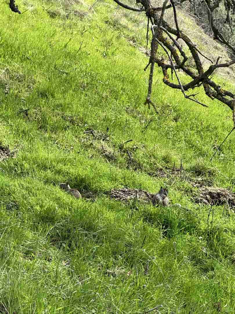 Discovering Little Switzers in the Bay Area: A Hiker's Guide