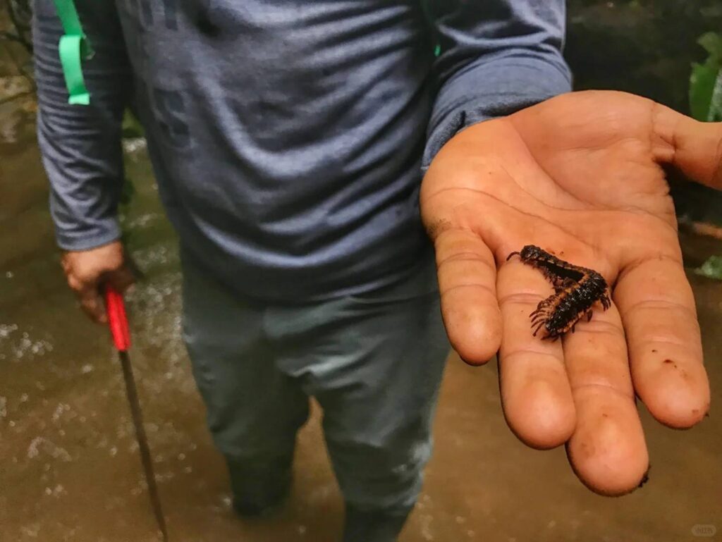 Ecuador 🇪🇨 Amazon Rainforest Hiking Trails and Wildlife (Beginner’s Guide)