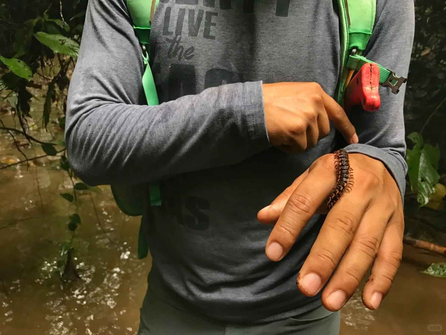 Ecuador 🇪🇨 Amazon Rainforest Hiking Trails and Wildlife (Beginner's Guide)
