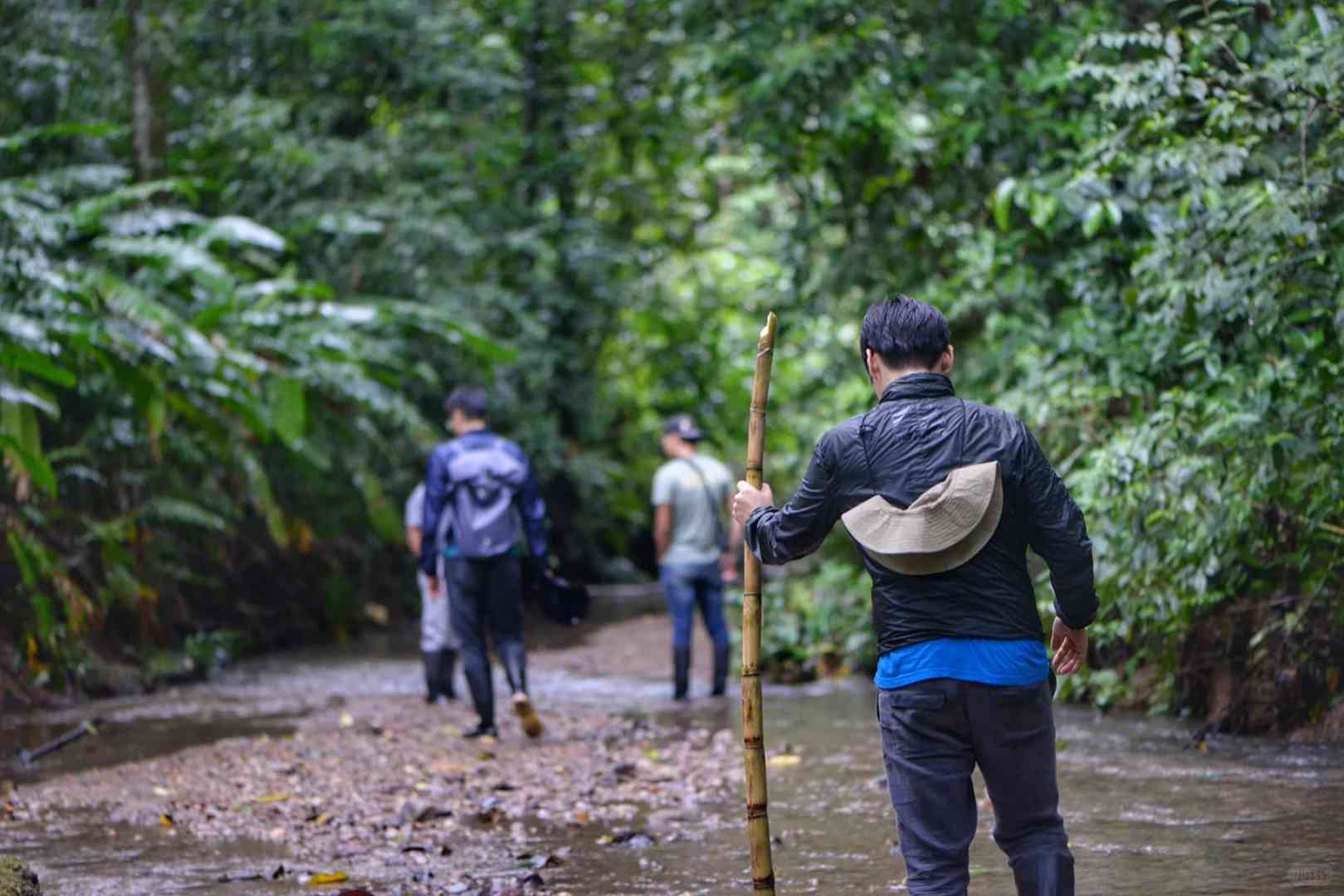 Ecuador 🇪🇨 Amazon Rainforest Hiking Trails and Wildlife (Beginner's Guide)