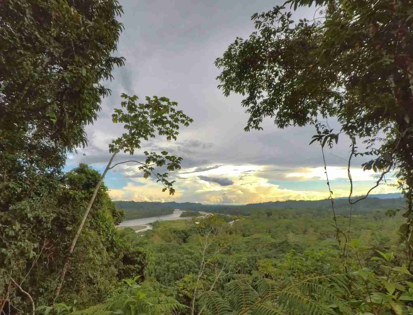 Ecuador 🇪🇨 Amazon Rainforest Hiking Trails and Wildlife (Beginner's Guide)