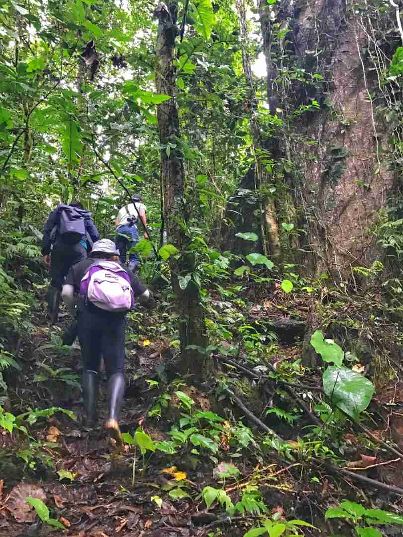 Ecuador 🇪🇨 Amazon Rainforest Hiking Trails and Wildlife (Beginner's Guide)