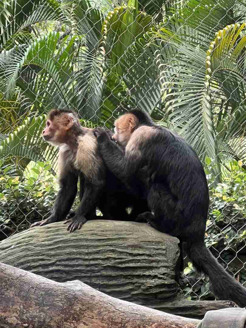 Vie des Expatriés à Cali, Colombie : Un Guide pour les Étrangers Vivant à l’Étranger