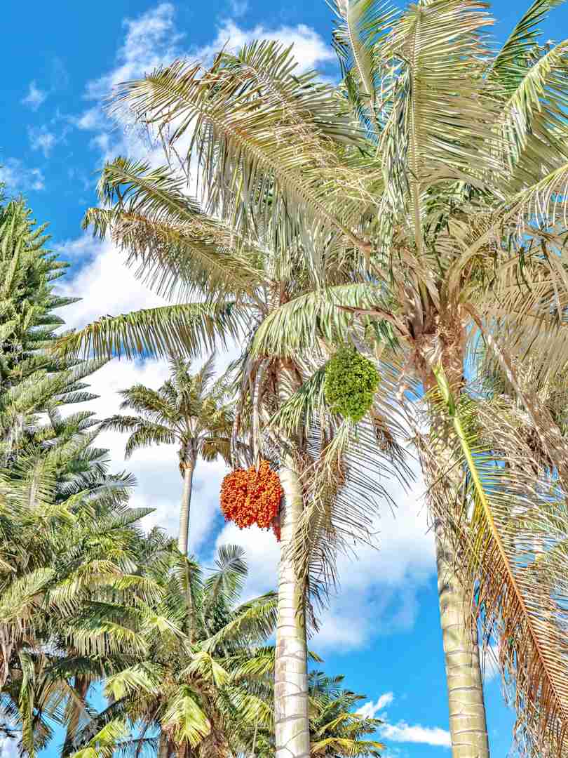Experience Living in Colombia's Coffee Region: A Traveler's Diary Day 105