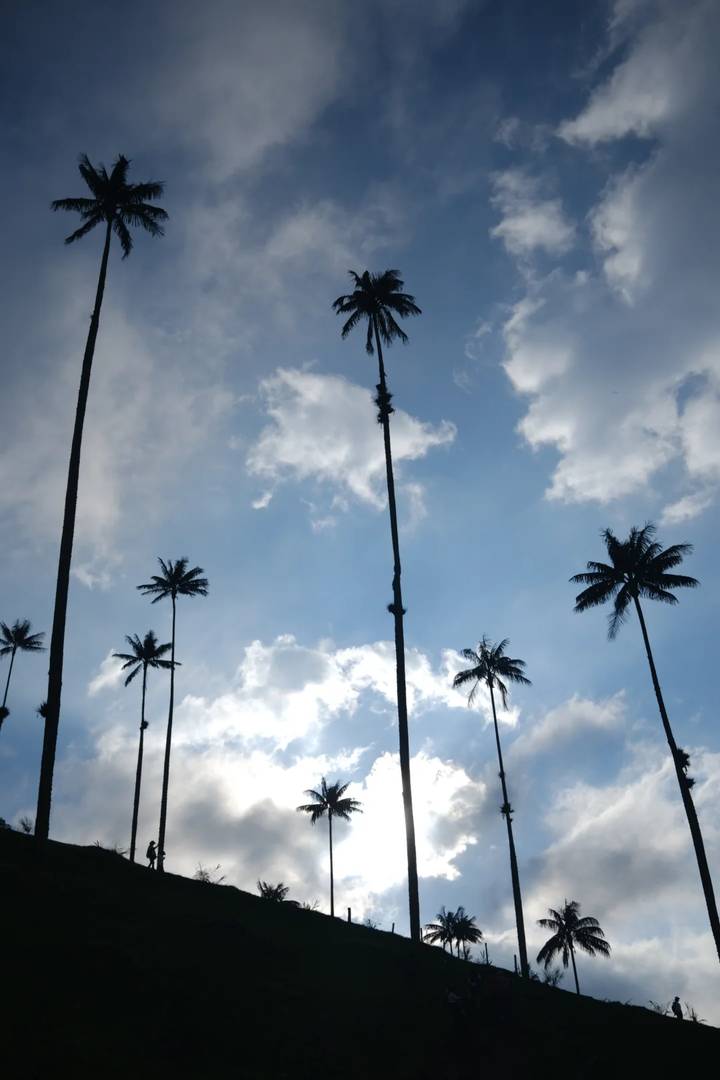 Experimente a Estonteante Beleza do Vale de Cocora, Quindío, Colômbia