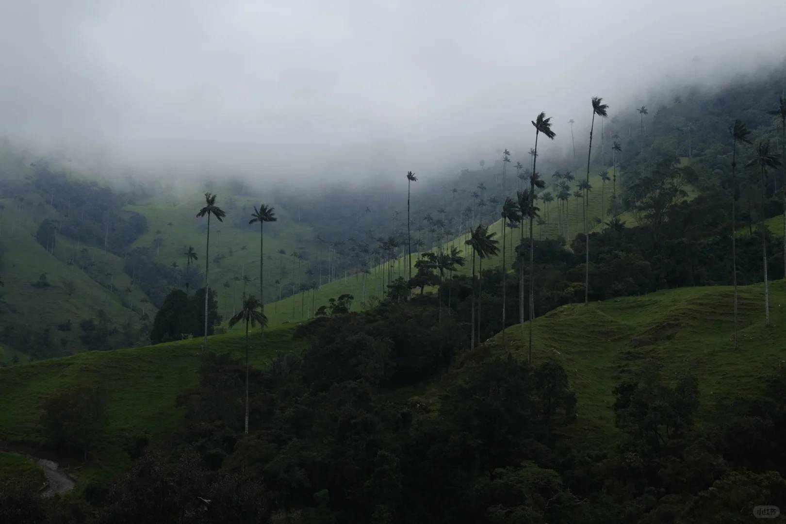Experimente a Estonteante Beleza do Vale de Cocora, Quindío, Colômbia