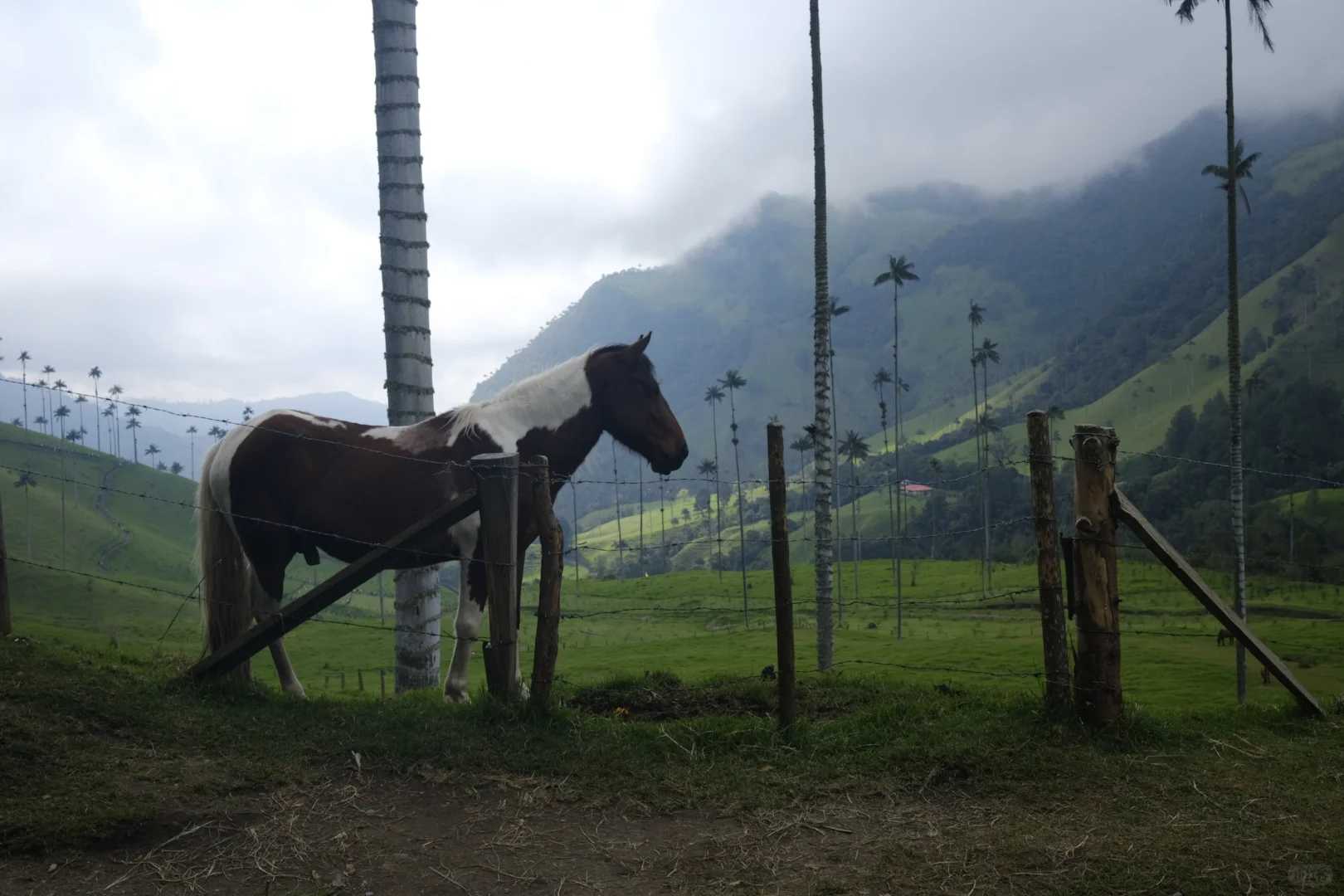 Experimente a Estonteante Beleza do Vale de Cocora, Quindío, Colômbia