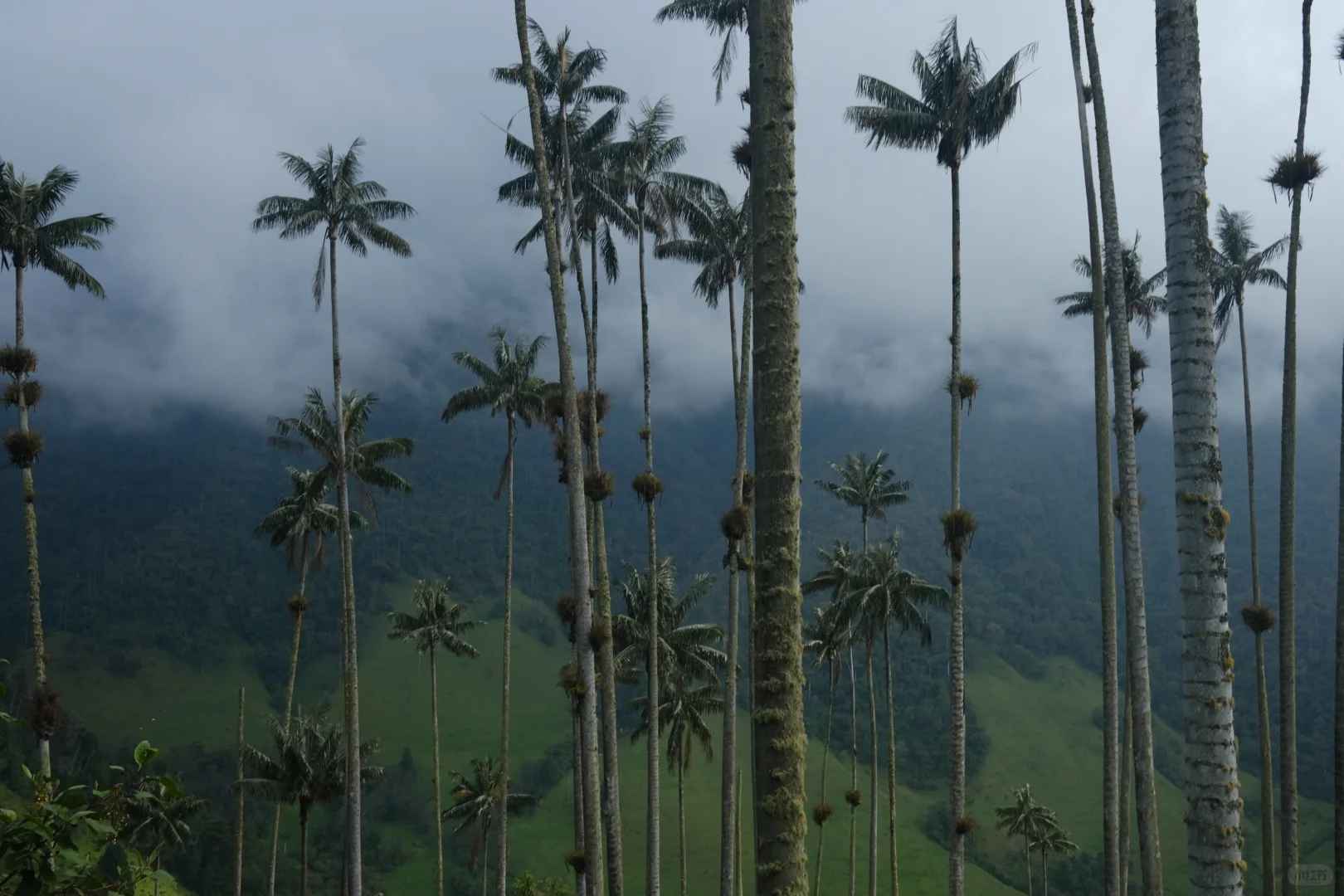 Experimente a Estonteante Beleza do Vale de Cocora, Quindío, Colômbia
