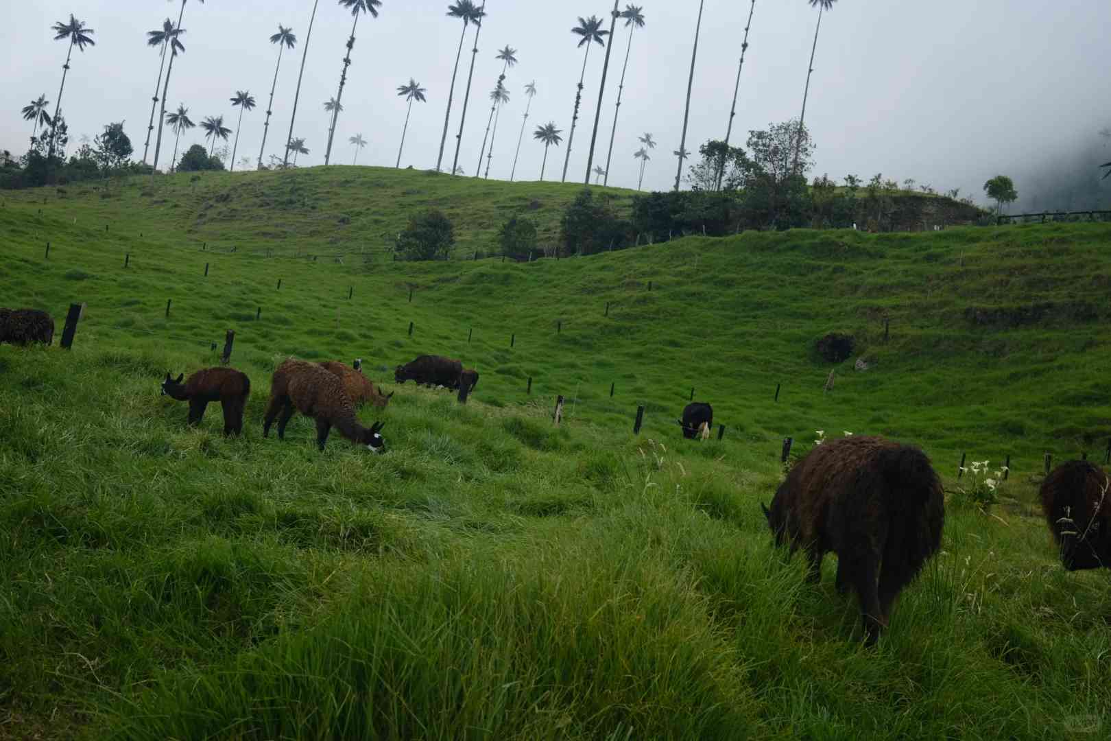 Experimente a Estonteante Beleza do Vale de Cocora, Quindío, Colômbia