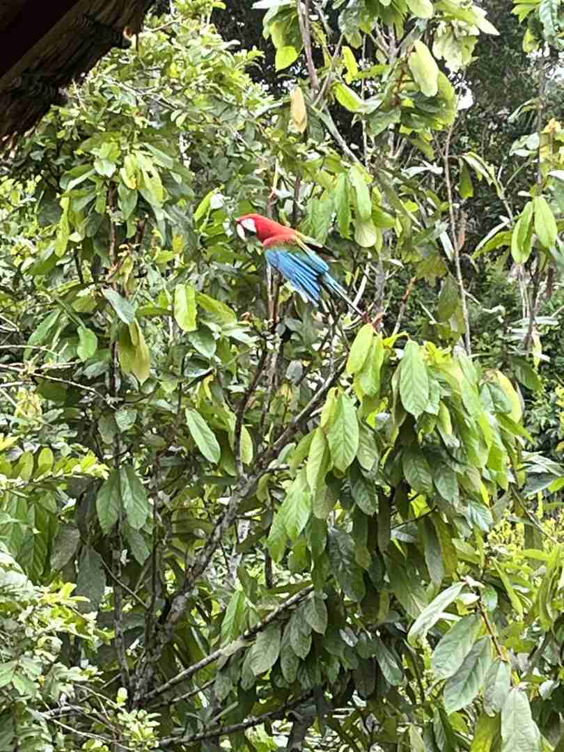 Explore Amazon Rainforest Biodiversity on Day 2 | In-Depth Safari Guide