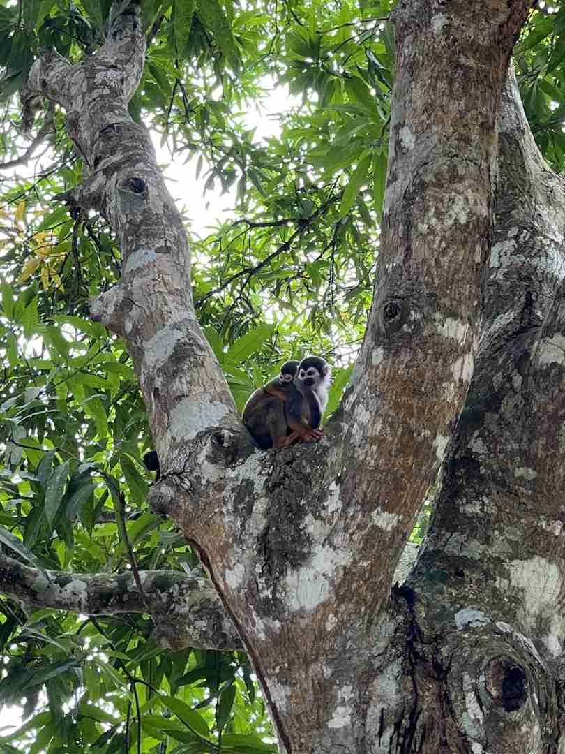 Explore Amazon Rainforest Books 🌳 for Kids with Real-Life Adventures