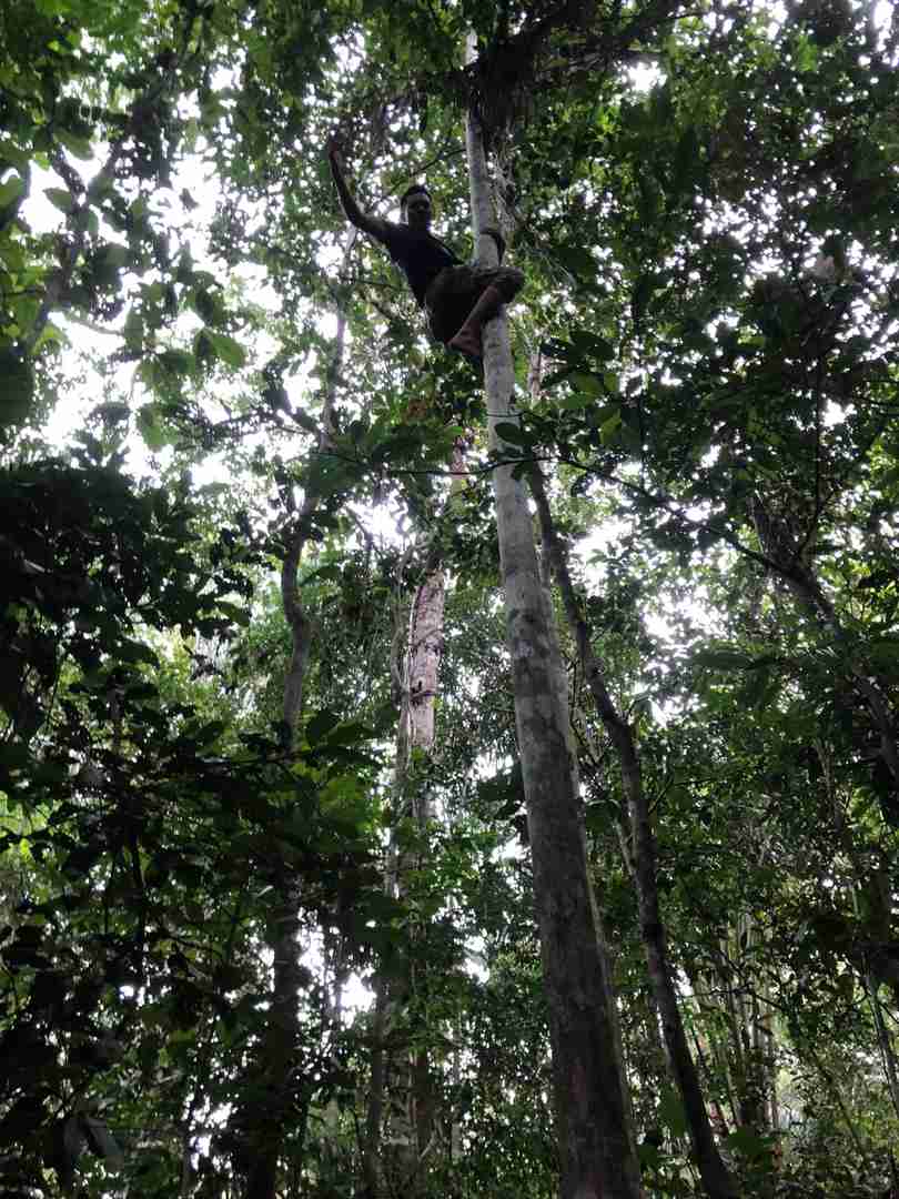 Explore Amazon Rainforest: Brazil Travelogue | Should You Jump?