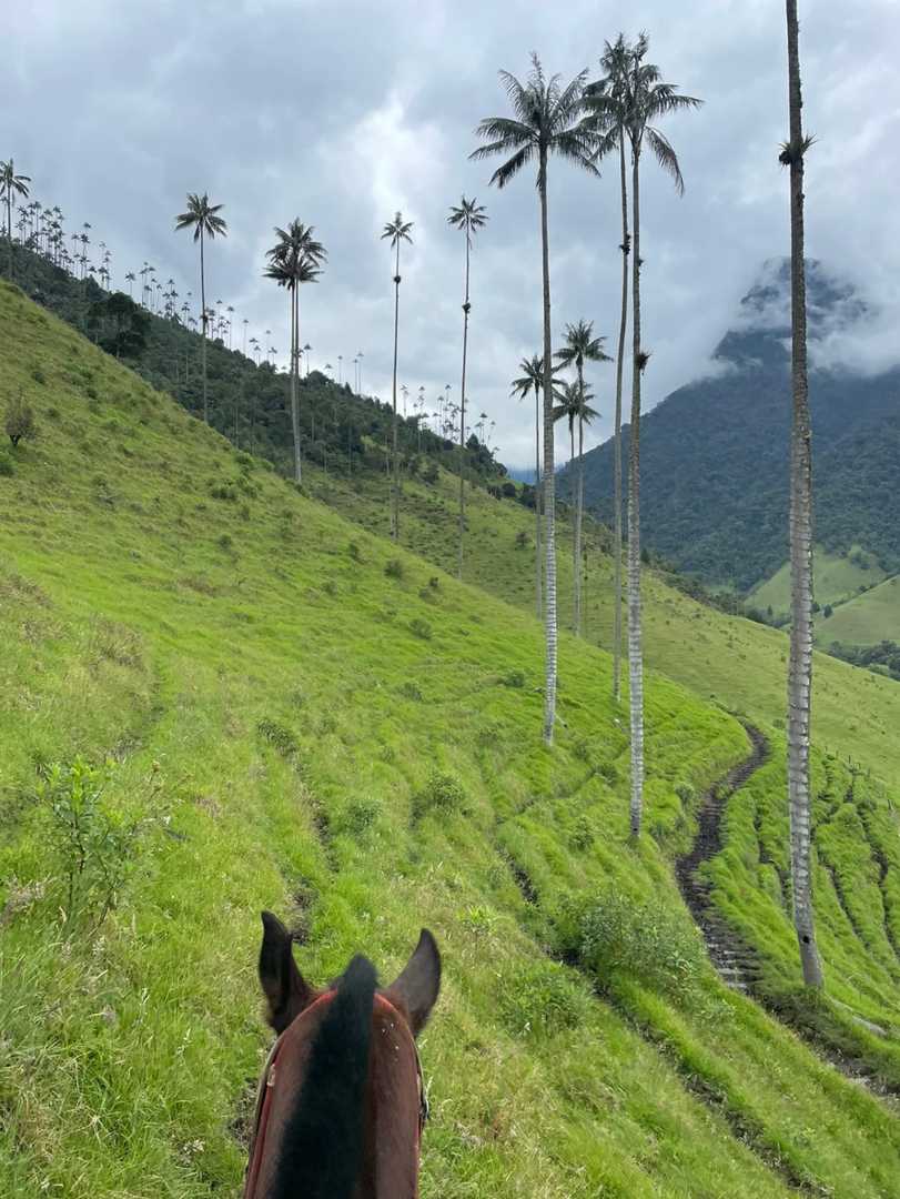 Explore Cocora Valley in Salento: A Traveler's Paradise