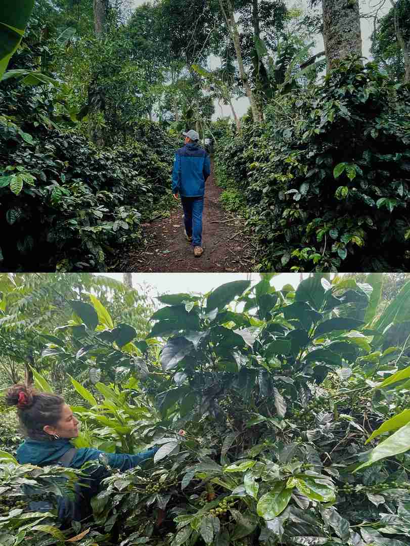 Explore Cocora Valley in Salento: A Traveler's Paradise