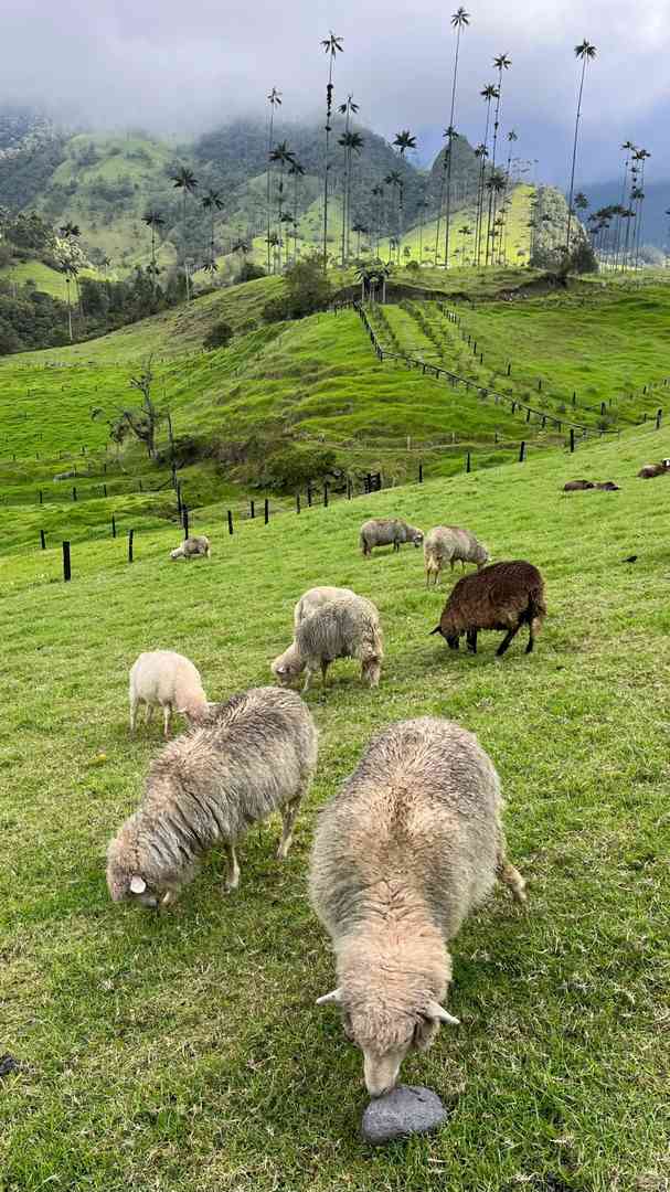 Explore Colombian Plateau Rainforest with Hiking and Horseback Riding Tours
