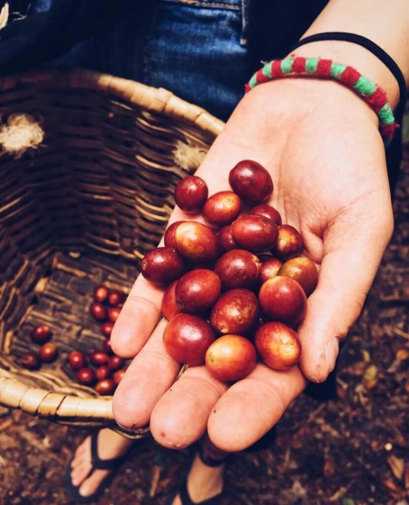 Explore Colombia’s “Dali” – A Unique Vacation Town in World-Class Coffee Region