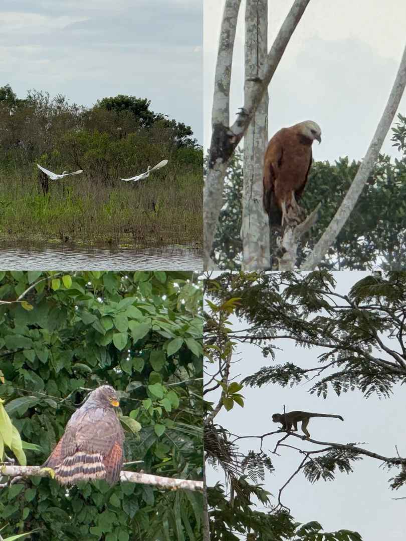 Explorer Iquitos Pérou : Trois Jours et Deux Nuits dans la Forêt Amazonienne