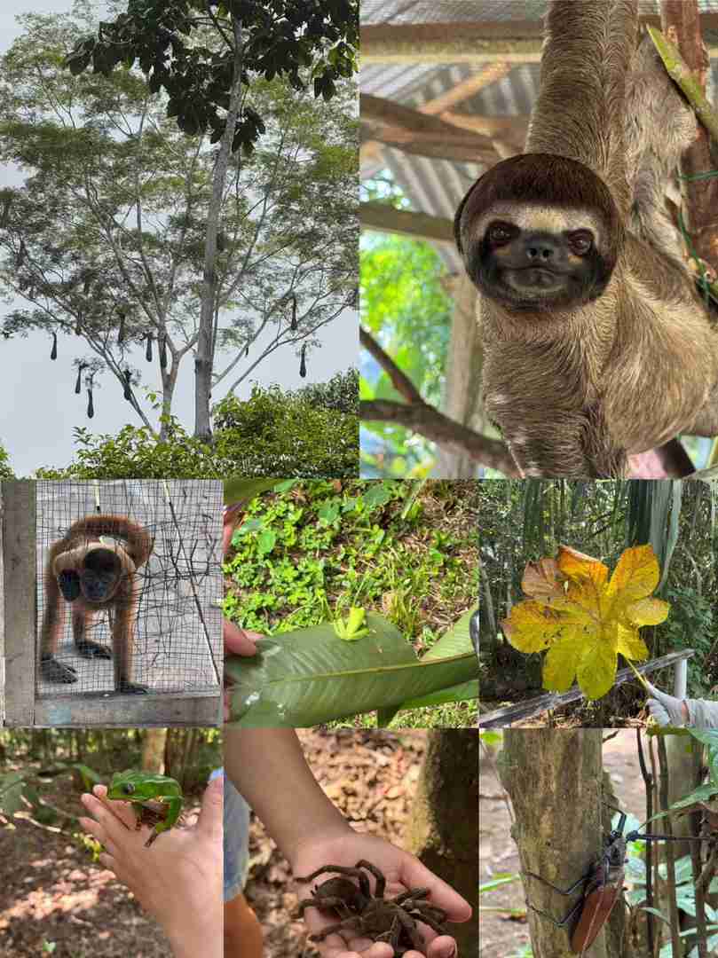 Explorer Iquitos Pérou : Trois Jours et Deux Nuits dans la Forêt Amazonienne