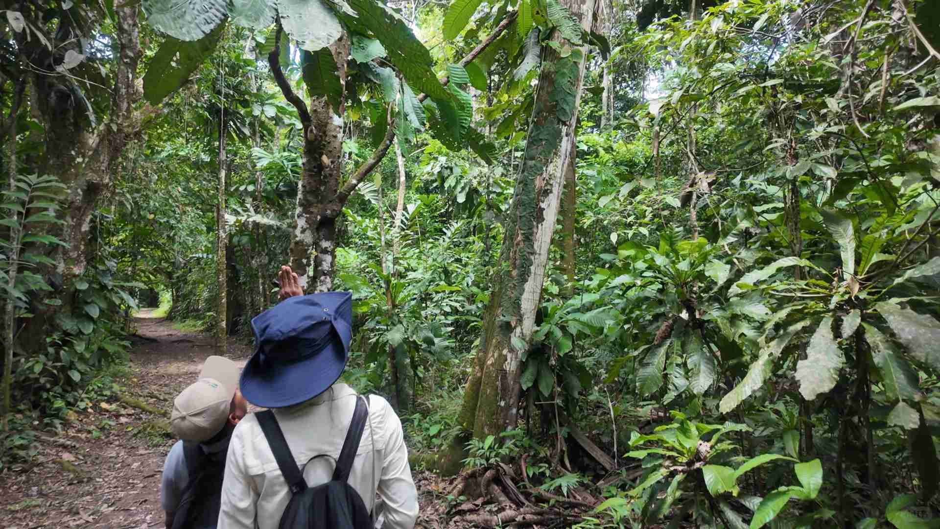 Explorer Iquitos Pérou : Trois Jours et Deux Nuits dans la Forêt Amazonienne