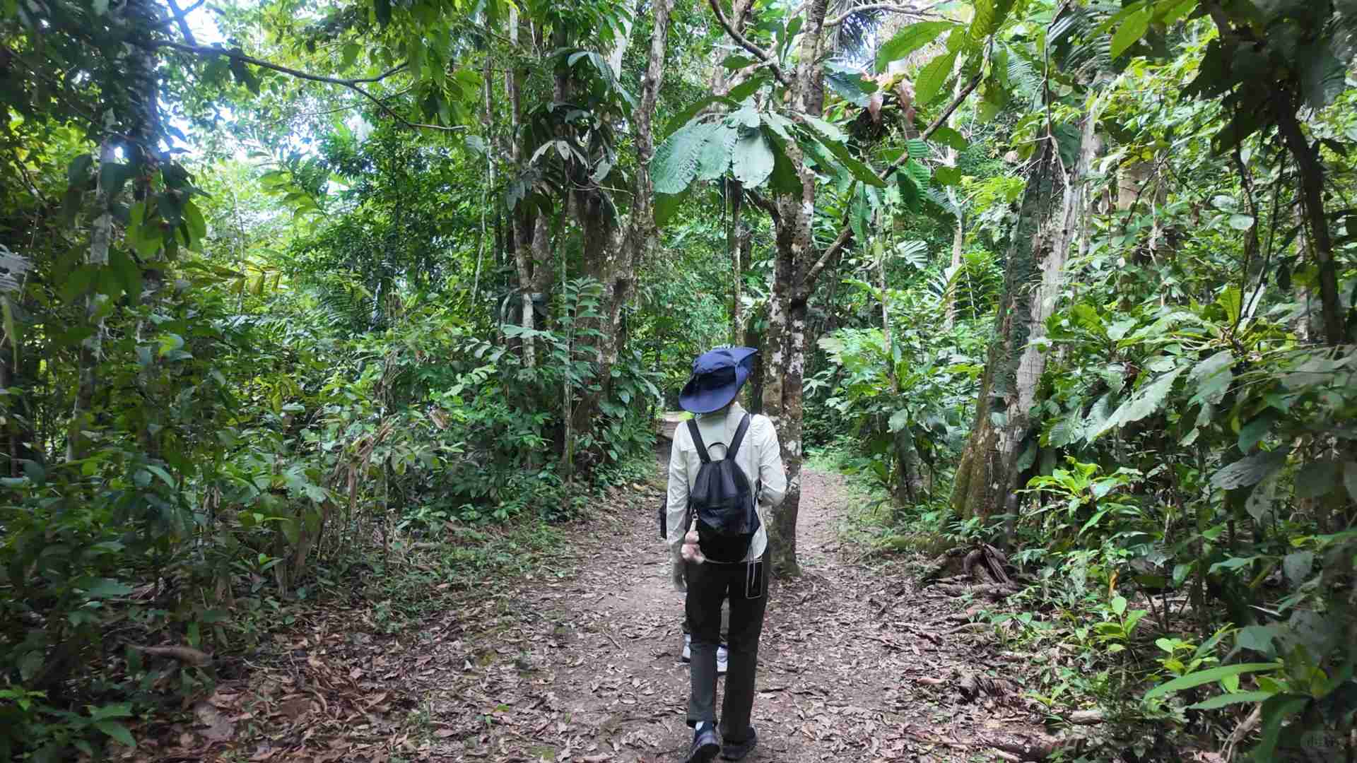 Explorer Iquitos Pérou : Trois Jours et Deux Nuits dans la Forêt Amazonienne