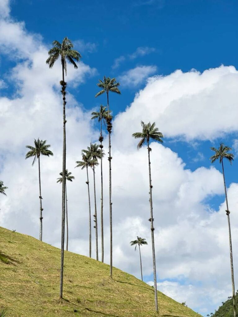 Explore Salento Colombia | World’s Tallest Wax Palm Trees Near Coffee Farms