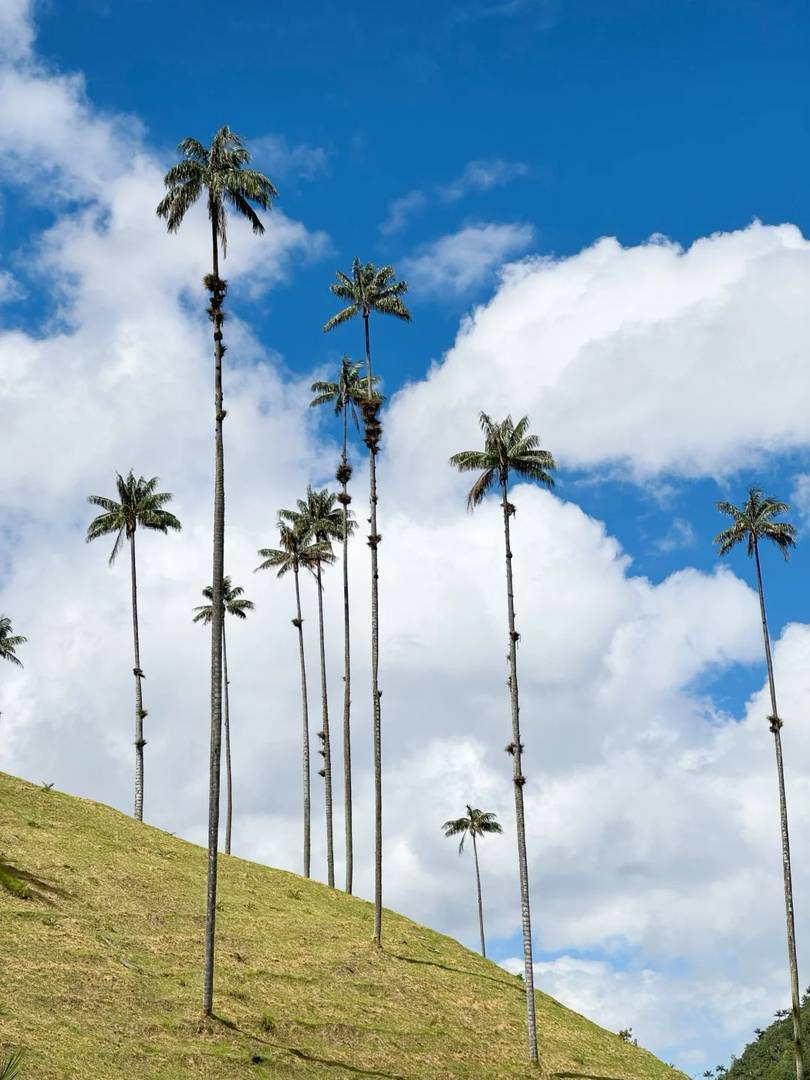 Explore Salento Colombia | World's Tallest Wax Palm Trees Near Coffee Farms