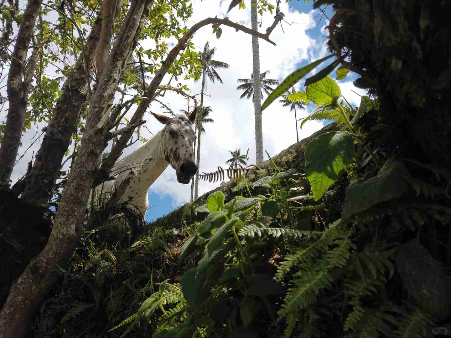 Explore Salento Colombia | World's Tallest Wax Palm Trees Near Coffee Farms